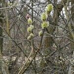 Salix appendiculata Floare