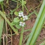 Nasturtium officinaleFlower