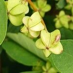 Exochorda × macrantha Fruit