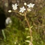 Sedum monregalense 其他