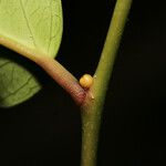 Cynophalla polyantha Övriga