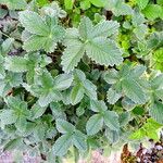 Potentilla argyrophylla Natur