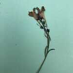Linaria arvensis Blüte