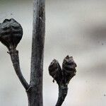 Triglochin bulbosa Fruit