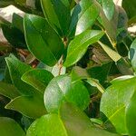 Ligustrum japonicum List