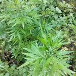 Artemisia verlotiorum Folla