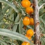 Hippophae rhamnoides Fruchs