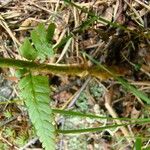 Dryopteris oreades Leaf