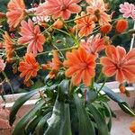 Lewisia longipetala ᱵᱟᱦᱟ