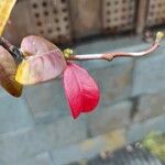 Chaenomeles speciosa Leaf