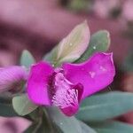 Polygala myrtifoliaBlomst