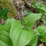 Maianthemum bifolium Лист