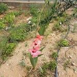 Gladiolus communis Kvet