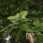 Psychotria panamensis Агульны выгляд