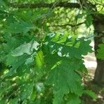 Quercus petraea Лист
