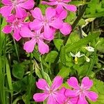 Atocion armeria Blüte