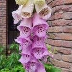 Digitalis thapsi Pokrój