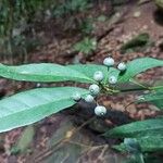 Pavetta bidentata Fruit