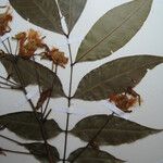 Inga suaveolens Other
