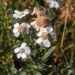 Achillea pyrenaica