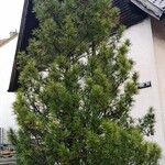 Sciadopitys verticillata موطن