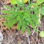 Lycopodium dendroideum Foglia