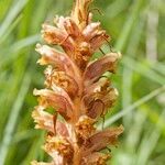 Orobanche bartlingii 形态