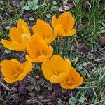 Crocus chrysanthus Συνήθη χαρακτηριστικά