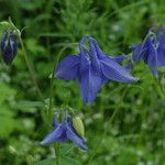 Aquilegia vulgarisFlower