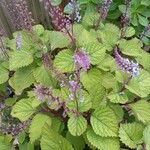 Plectranthus fruticosus Blatt