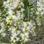 Melaleuca linariifolia Λουλούδι