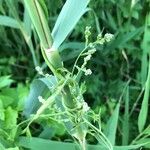 Lepidium latifoliumBlomst