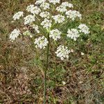 Peucedanum oreoselinumFlower