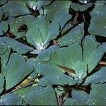 Pistia stratiotes Elinympäristö