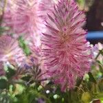 Ptilotus extenuatus Flor