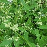 Chenopodium albumপাতা