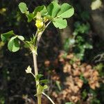 Medicago praecox Altro