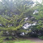 Cupressus macrocarpa 叶