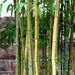 Phyllostachys nigra Other