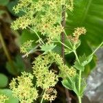 Alchemilla xanthochlora Flor