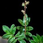Acaena elongata Flor
