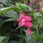 Salvia oxyphora Flower