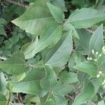 Chromolaena laevigata Leaf