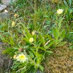 Hieracium berardianum Flower