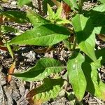 Oenothera biennis Leaf