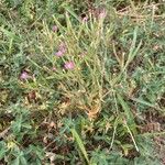 Centaurium tenuiflorum Hábito