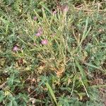 Centaurium tenuiflorum Habit