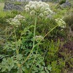 Thapsia nestleri Blüte