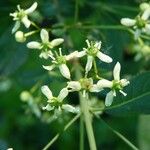 Euonymus europaeus Blomma