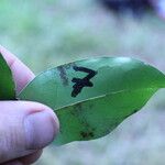 Pterocarpus soyauxii Levél